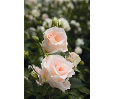 Rosa 'Rokoko' -R- STR