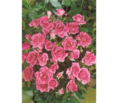 Rosa 'Sugar Baby' -R- Z Rosa 'Sugar Baby' -R- Z