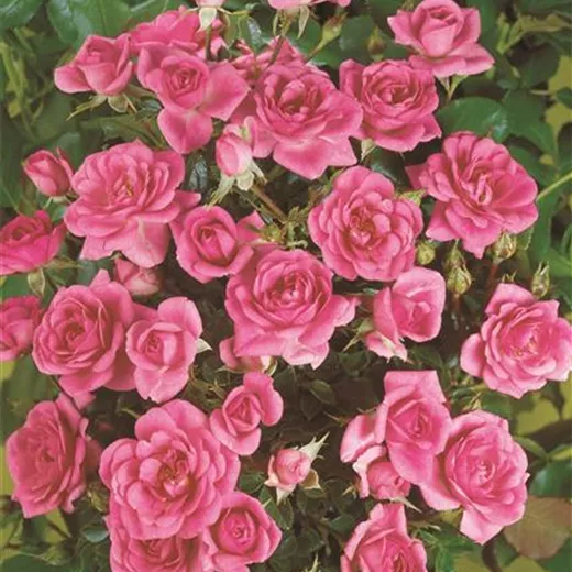 Rosa 'Sugar Baby' -R- Z