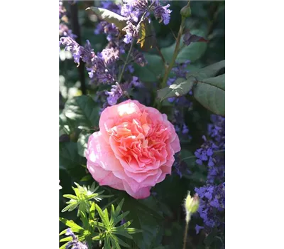 Rosa 'Augusta Luise' -R- TH
