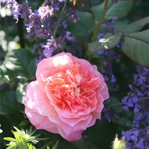 Rosa 'Augusta Luise' -R- TH