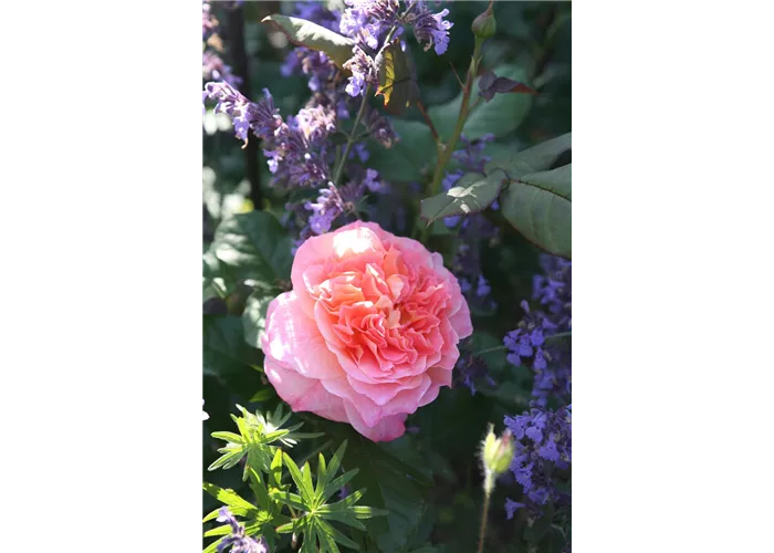 Rosa 'Augusta Luise' -R- TH