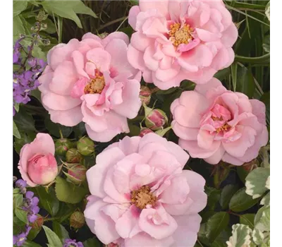 Rosa Esther Queen of Persia