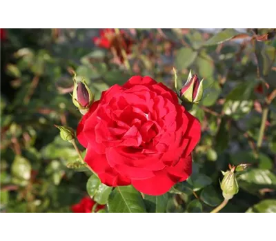Rosa 'Grandhotel' -R- STR Rosa 'Grandhotel' -R- STR