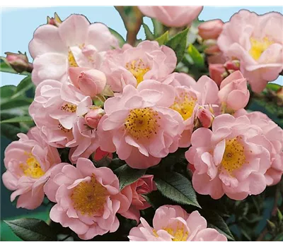 Rosa 'Open Arms' -R- KL