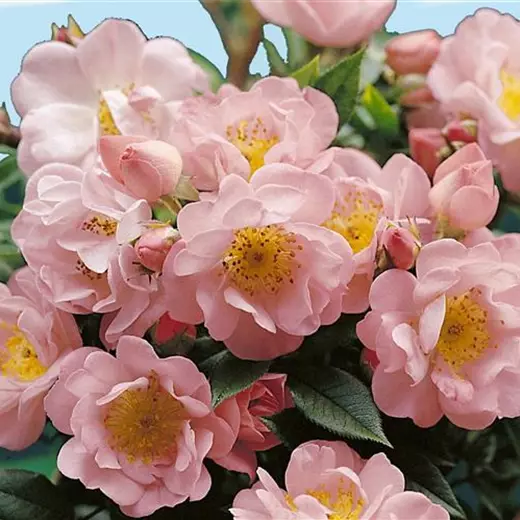 Rosa 'Open Arms' -R- KL