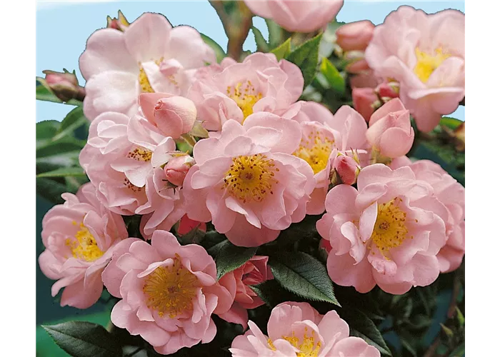Rosa 'Open Arms' -R- KL