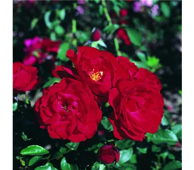 Rosa 'Ulmer Münster' -R- STR Rosa 'Ulmer Münster' -R- STR