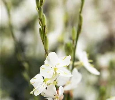 Gaura lindheimerii 'Elurra'
