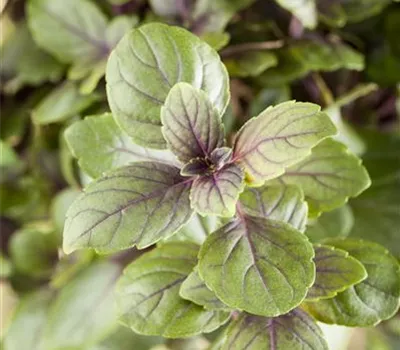 Ocimum basilicum 'Magic Mountain'