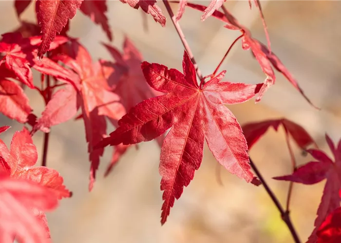 Laubgehölze nach dem Kauf optimal versorgen Laubgehölze nach dem Kauf optimal versorgen