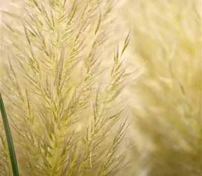 Cortaderia selloana 'Evita' -R-