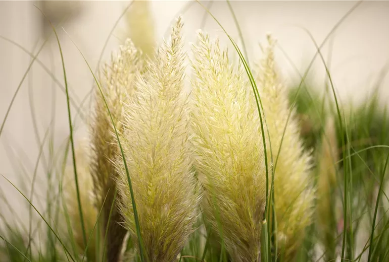 Cortaderia selloana 'Evita'® Cortaderia selloana 'Evita'®