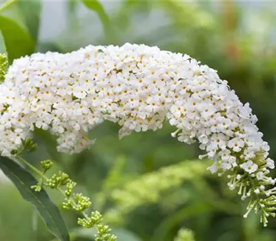 Buddleja davidii 'White Bouquet'