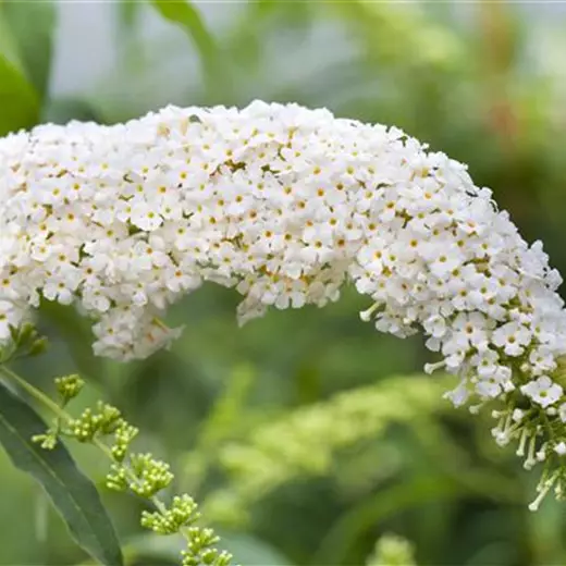 Buddleja davidii 'White Bouquet'