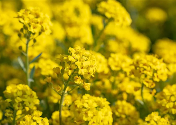 Alyssum montanum 'Berggold'