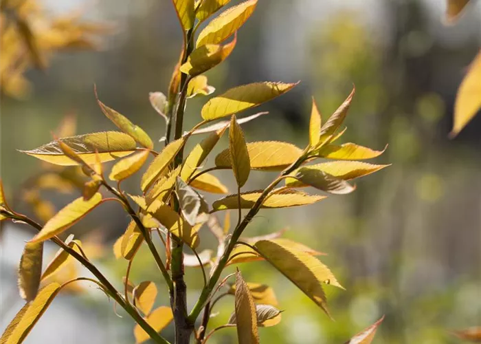Amelanchier arborea 'Robin Hill'