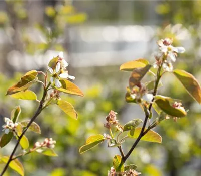 Amelanchier rotundifolia Syn. ovalis Amelanchier rotundifolia Syn. ovalis
