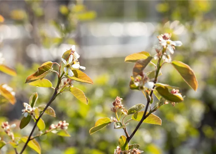 Amelanchier rotundifolia Syn. ovalis