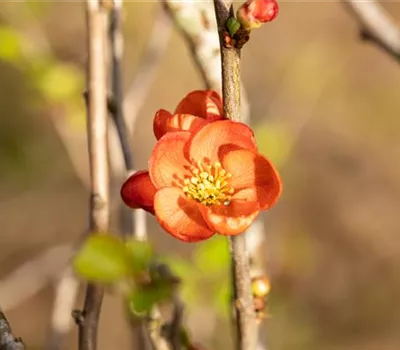 Chaenomeles japonica 'Cido' -R-