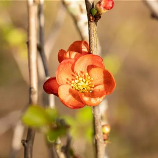 Chaenomeles japonica 'Cido' -R-