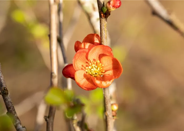 Chaenomeles japonica 'Cido' -R-