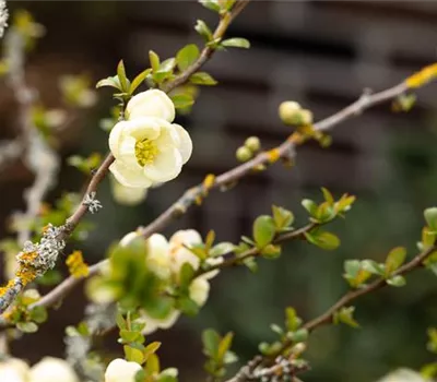Chaenomeles 'Nivalis'