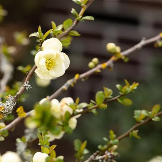 Chaenomeles 'Nivalis'