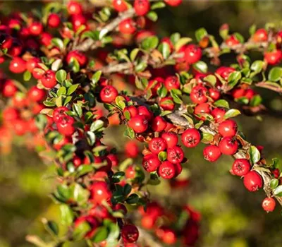Cotoneaster horizontalis