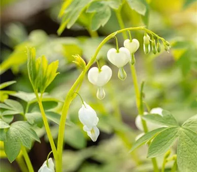 Dicentra spectabilis 'Alba'