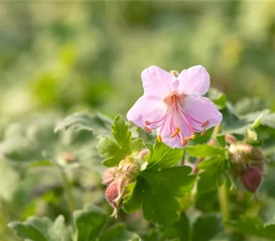 Geranium macrorrhizum 'Ingwersen'