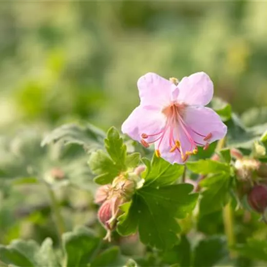 Geranium macrorrhizum 'Ingwersen'