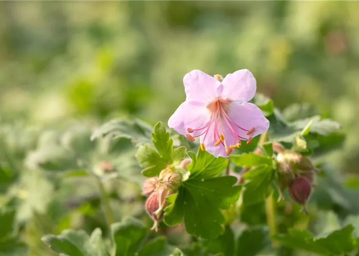 Geranium macrorrhizum 'Ingwersen'
