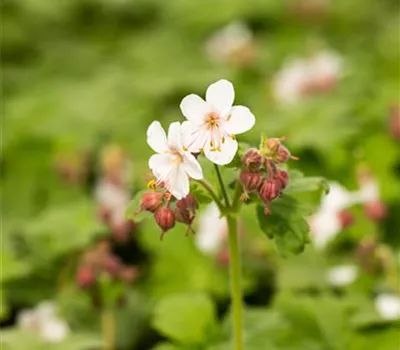 Geranium macrorrhizum 'Spessart'