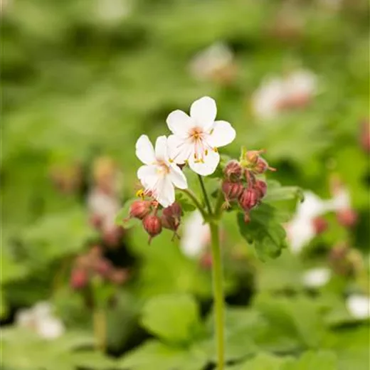 Geranium macrorrhizum 'Spessart'
