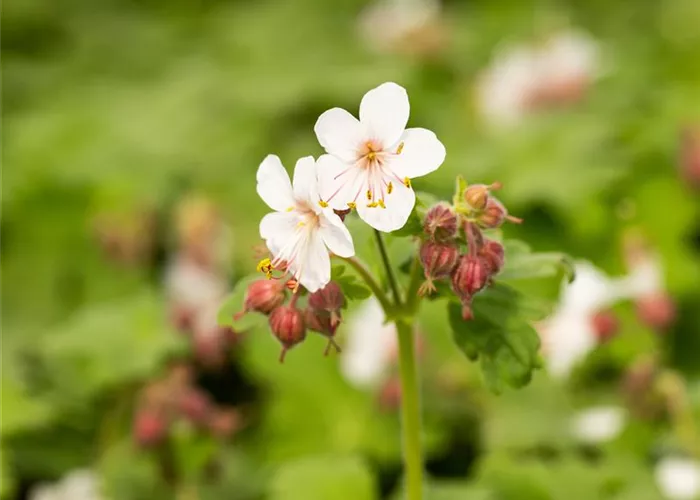 Geranium macrorrhizum 'Spessart'
