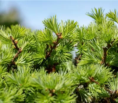 Larix decidua Larix decidua