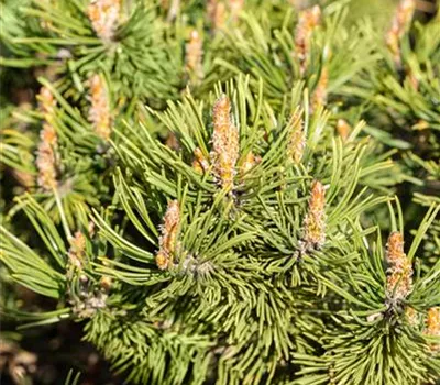 Pinus mugo 'Humpy' Pinus mugo 'Humpy'