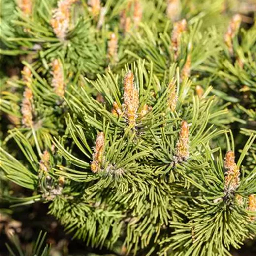 Pinus mugo 'Humpy'