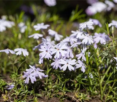 Phlox subulata 'Emerald Cushion Blue'