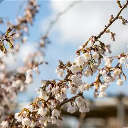 Prunus incisa 'Kojou-no-mai'
