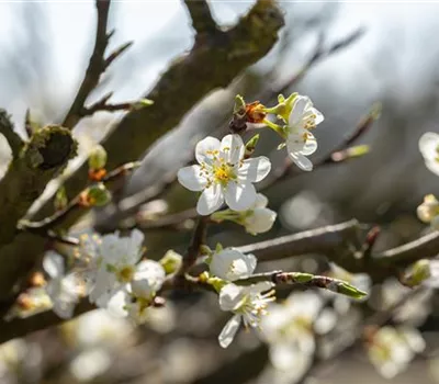 Prunus dom.insititia 'Haferschlehe' CAC Prunus dom.insititia 'Haferschlehe' CAC
