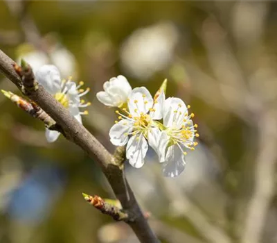 Prunus spinosa