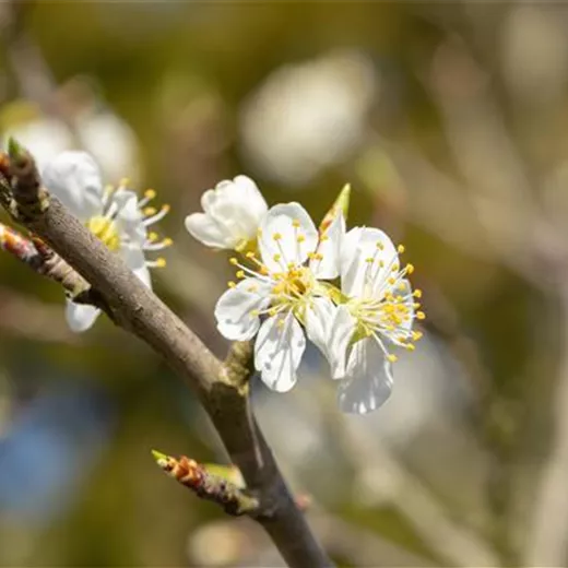 Prunus spinosa