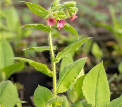 Pulmonaria rubra 'Redstart'