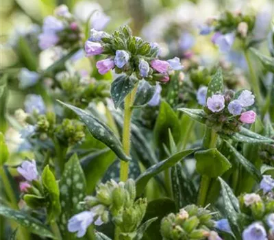Pulmonaria saccharata 'Opal'