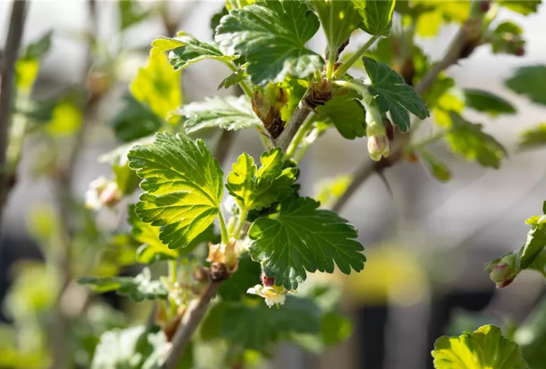 Ribes uva-crispa Polar Fruits® 'Green Goose Berry' Ribes uva-crispa Polar Fruits® 'Green Goose Berry'