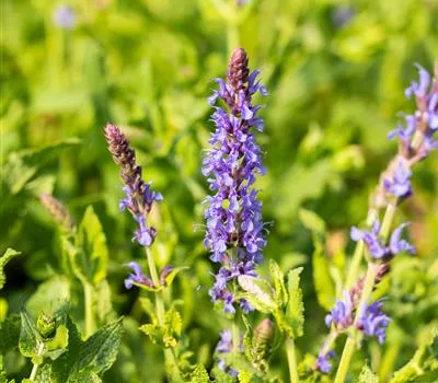 Salvia nemorosa 'Blauhügel'