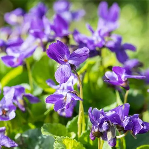 Viola odorata 'Königin Charlotte'