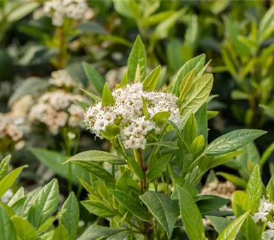 Viburnum 'Pragense' Viburnum 'Pragense'